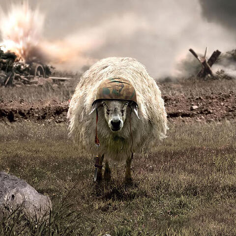 army sheep